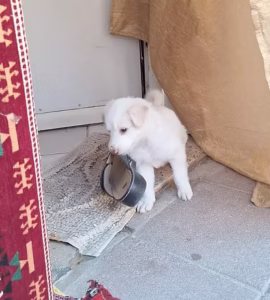 white puppy yeruham (1)