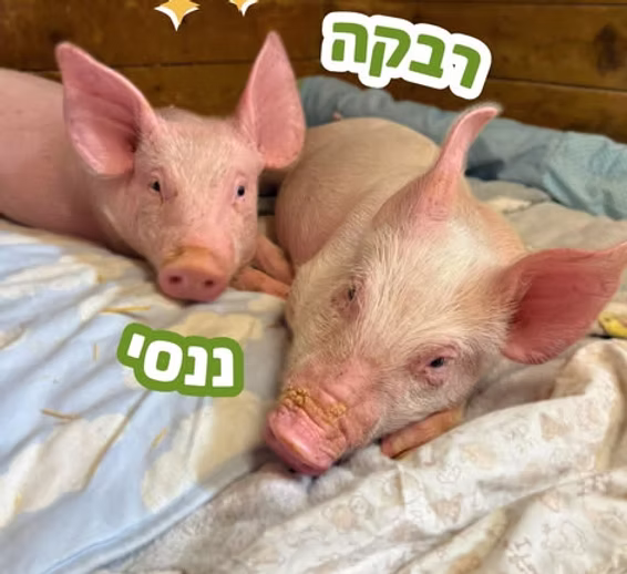 6982fa 4fae06ccb6f84a098eb0f5775042f506~mv2